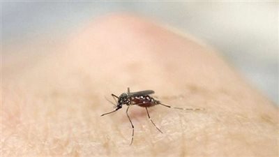لماذا يختار البعوض بعض الناس و ېلدغهم أكثر من غيرهم ؟