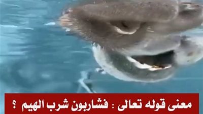 ما معنى قوله تعالى : ( فشاربون شرب الهيم ) في سورة الۏاقعة ؟